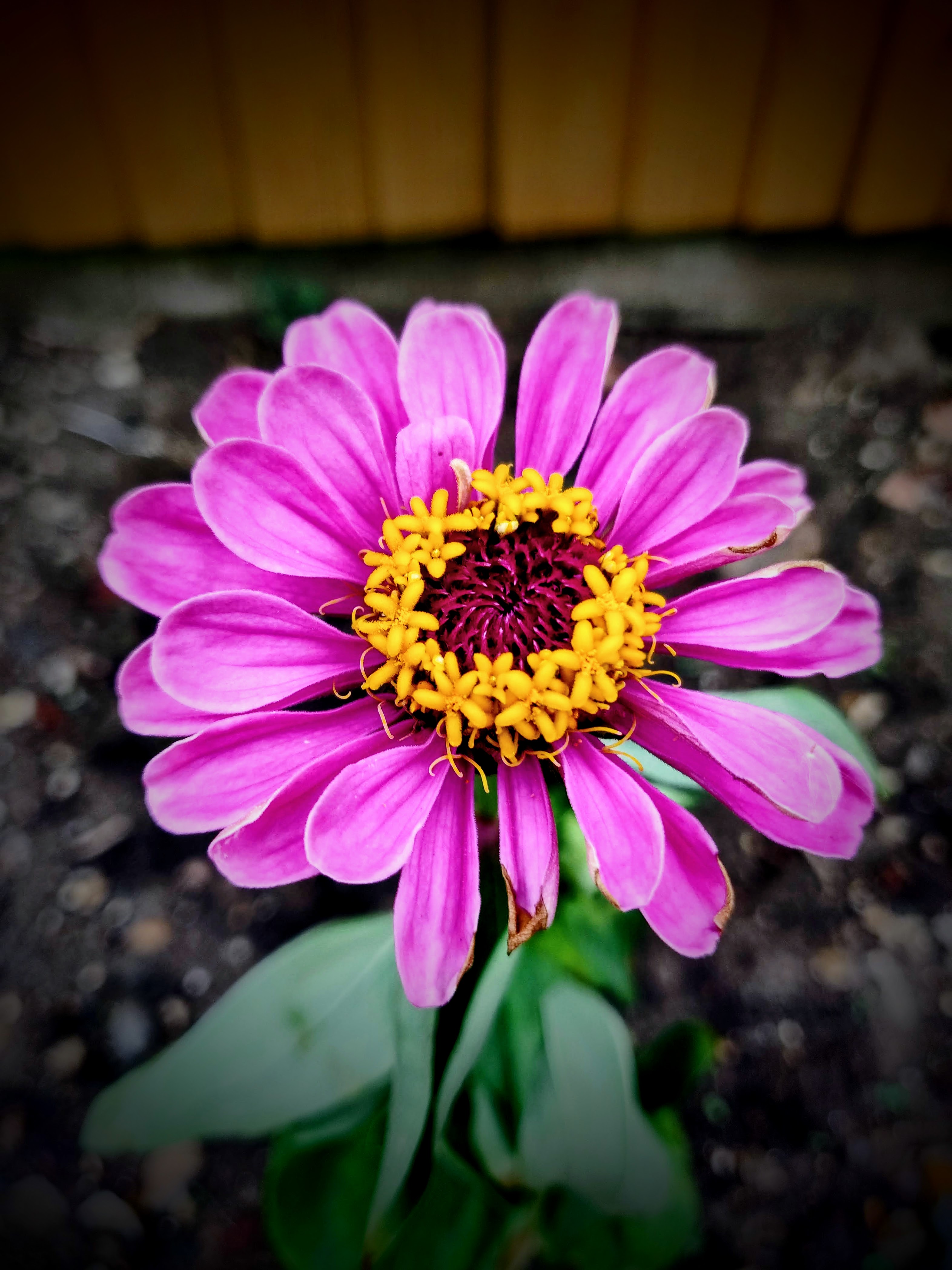 this is the actual hilarie burton flower. isn't she a beaut. the flower is cool too.