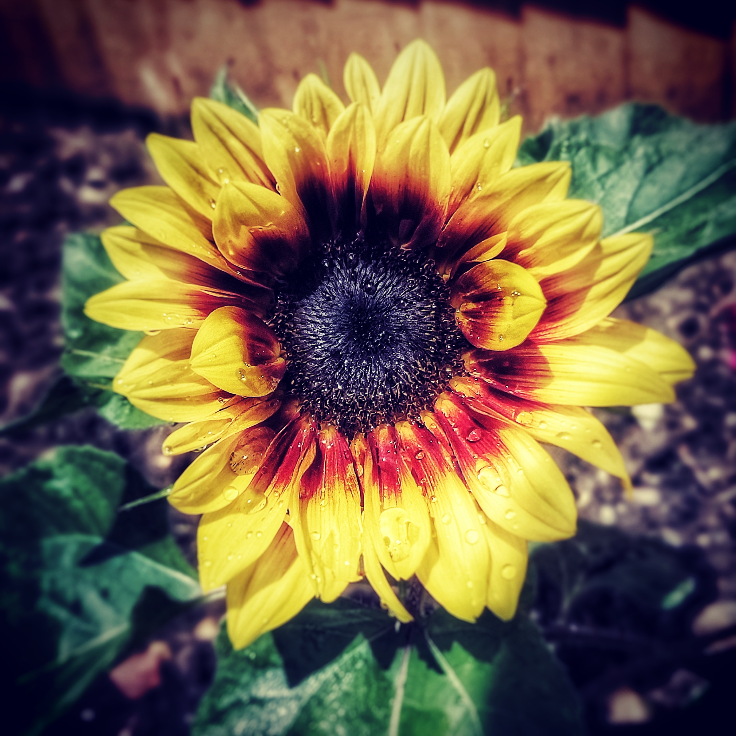 picture of my sunflower